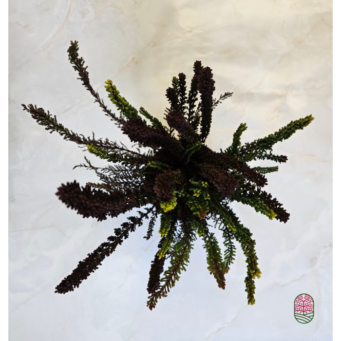 Struikheide | Calluna vulgaris. 'Skyline' Trio Beauty Ladys gemengd in pot P10,5