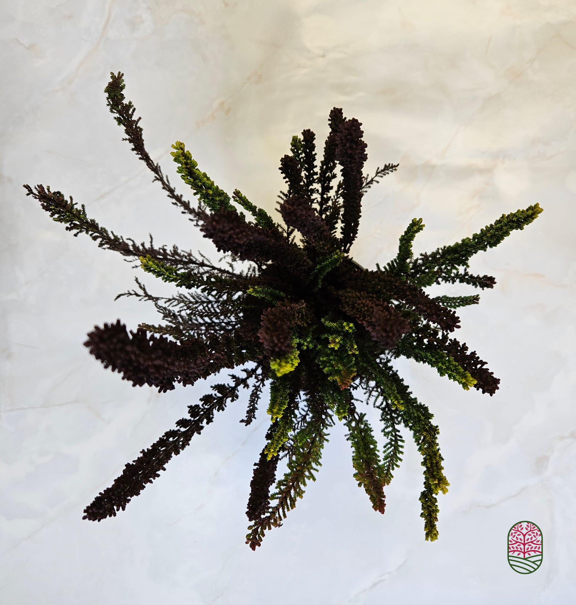 Struikheide | Calluna vulgaris. 'Skyline' Trio Beauty Ladys gemengd in pot P10,5