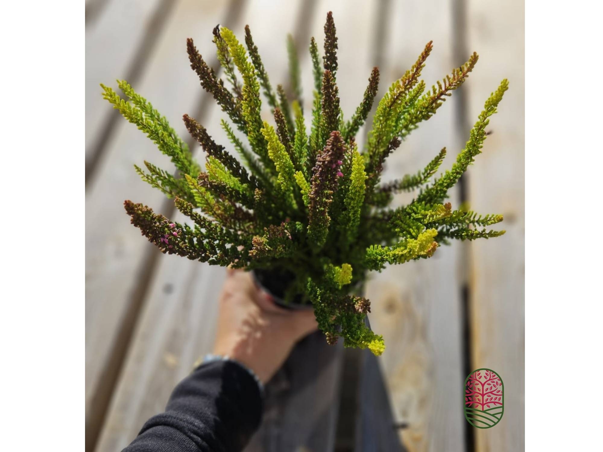 Struikheide | Calluna vulgaris. 'Skyline' Trio Beauty Ladys gemengd in pot P10,5