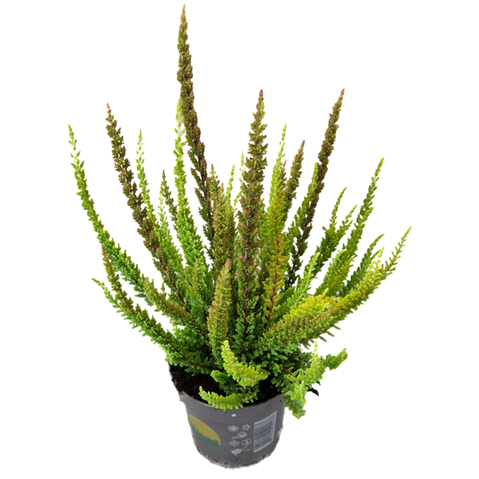 Struikheide | Calluna vulgaris. 'Skyline' Trio Beauty Ladys gemengd in pot P10,5