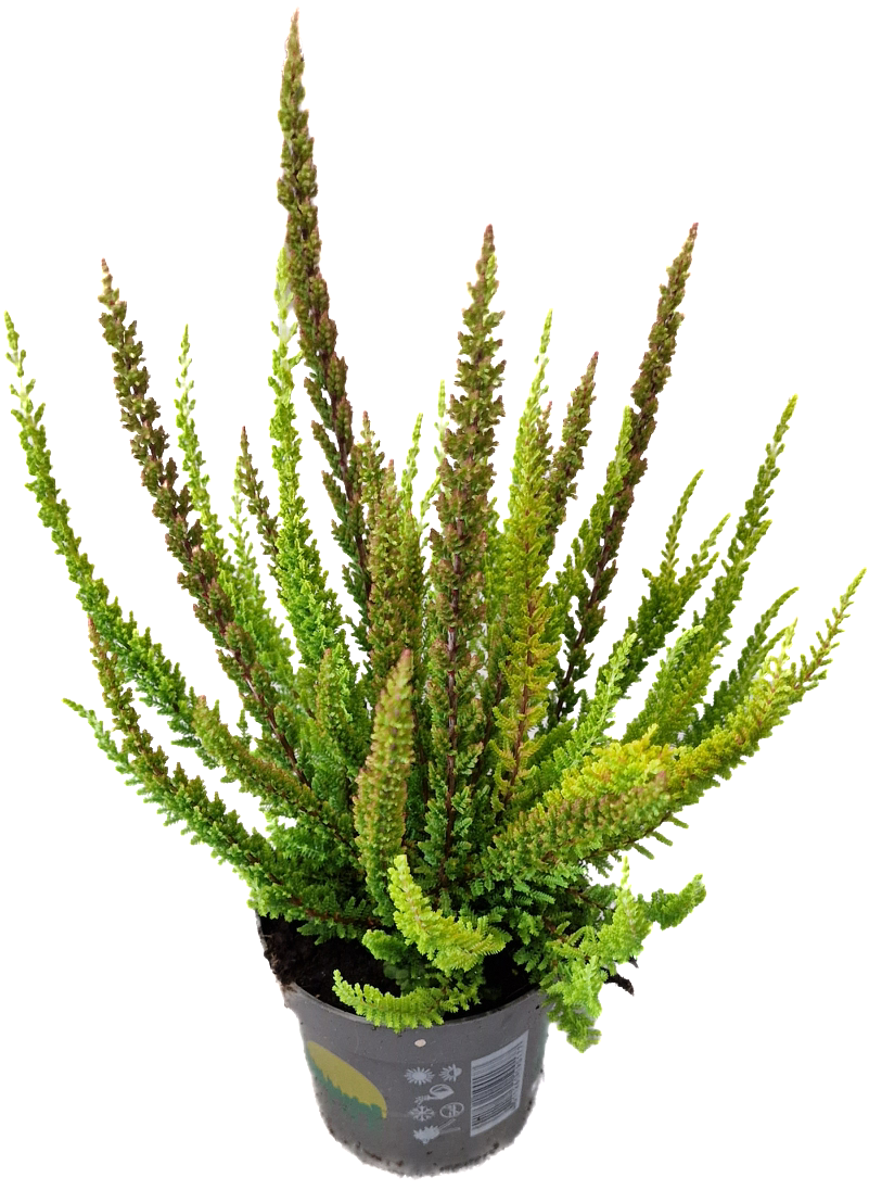 Struikheide | Calluna vulgaris. 'Skyline' Trio Beauty Ladys gemengd in pot P10,5
