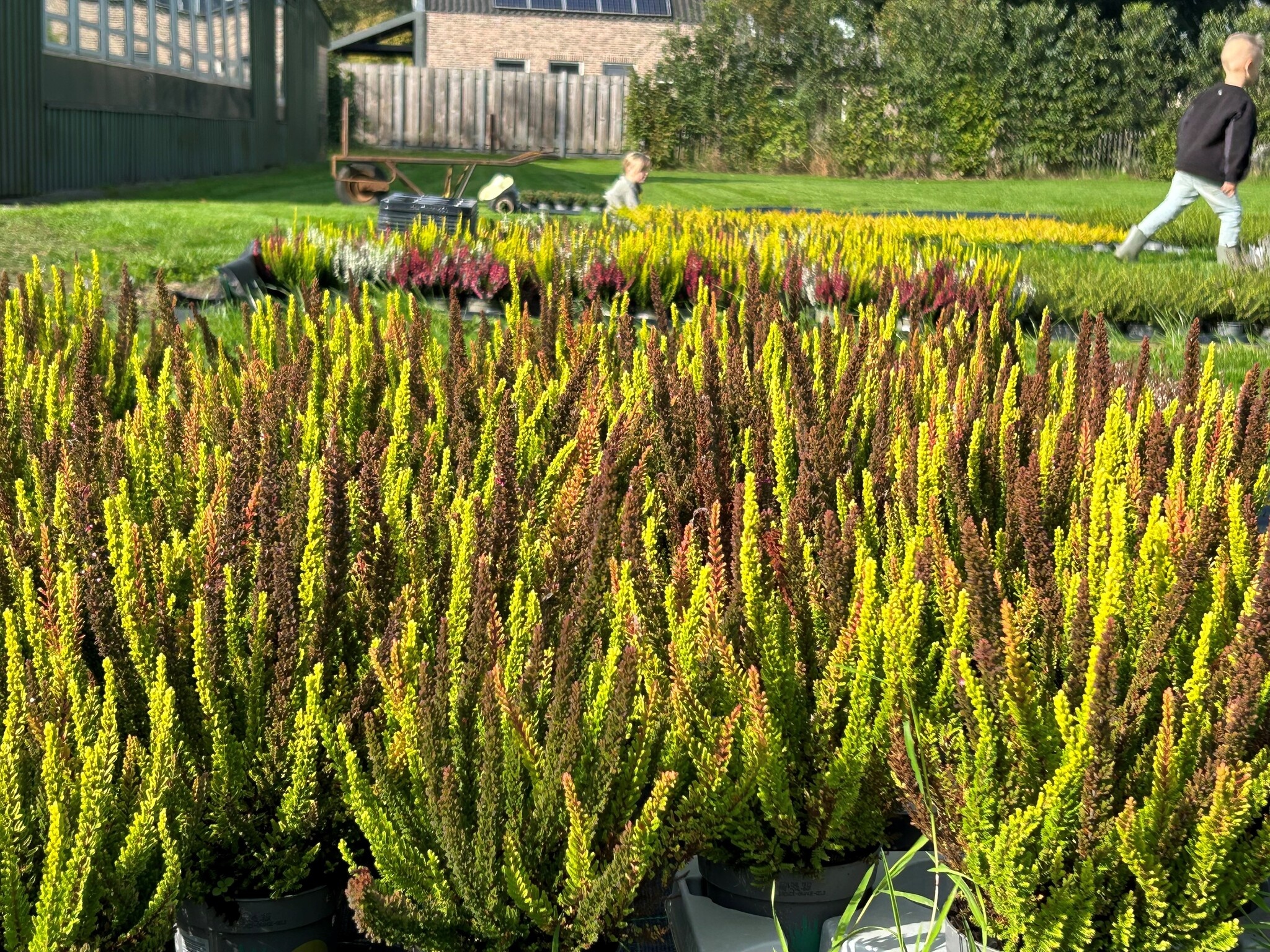 Struikheide | Calluna vulgaris. 'Skyline' Trio Beauty Ladys gemengd in pot P10,5