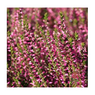 Struikheide | Calluna vulgaris.' Marlies' P9,5