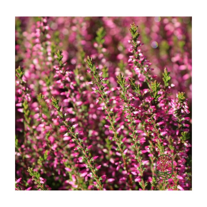 Struikheide | Calluna vulgaris. 'Marlies' P9,5
