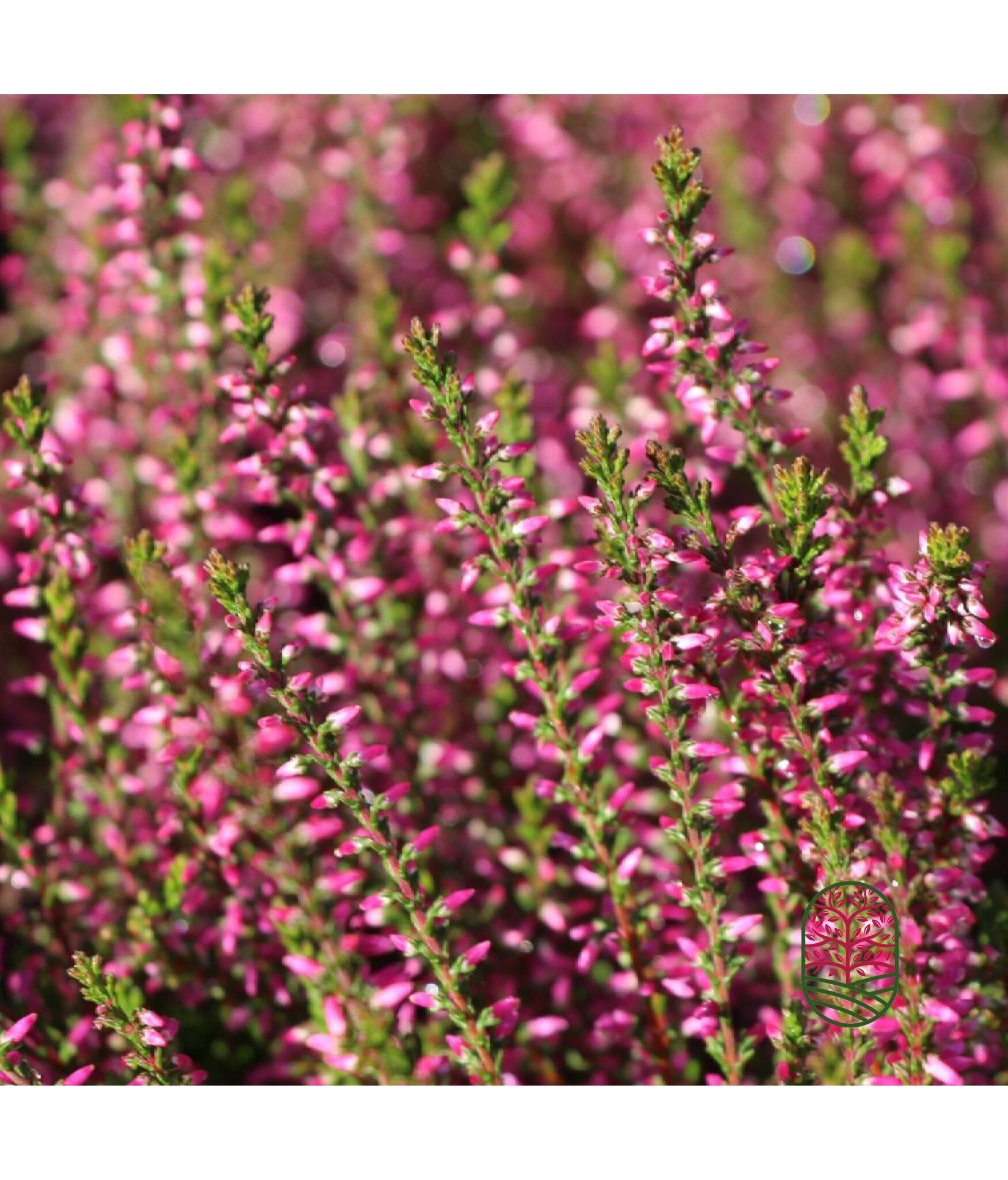 Struikheide | Calluna vulgaris. 'Marlies' P9,5