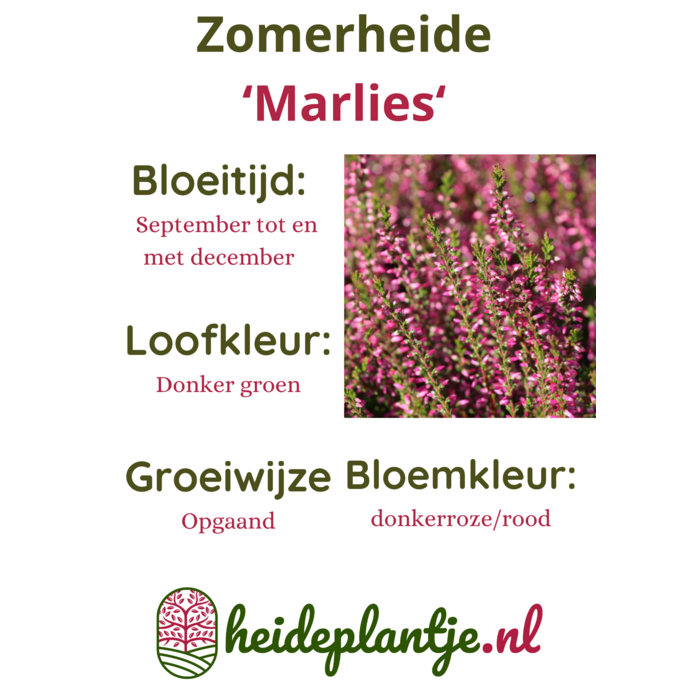Struikheide | Calluna vulgaris. 'Marlies' P9,5