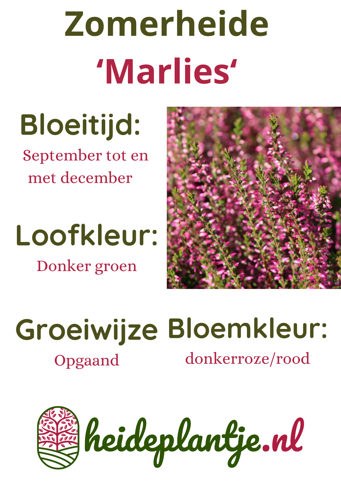 Struikheide | Calluna vulgaris. 'Marlies' P9,5