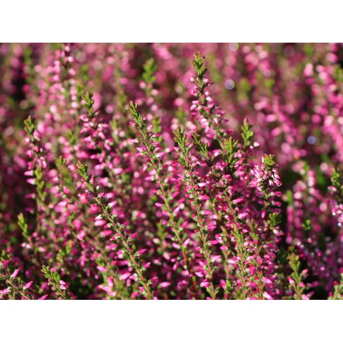 Struikheide | Calluna vulgaris. 'Marlies' P9,5