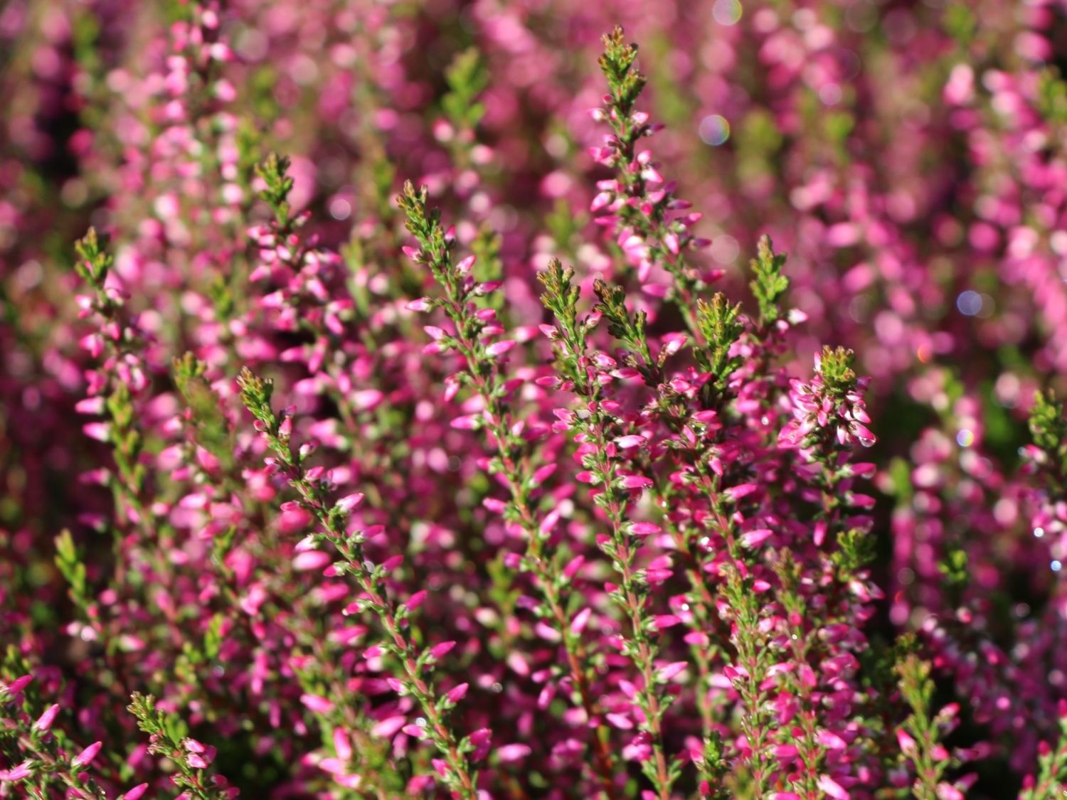Struikheide | Calluna vulgaris. 'Marlies' P9,5