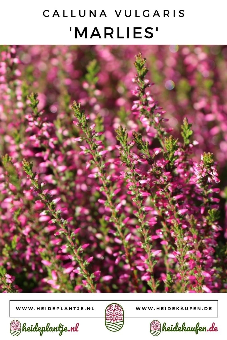 Struikheide | Calluna vulgaris. 'Marlies' P9,5