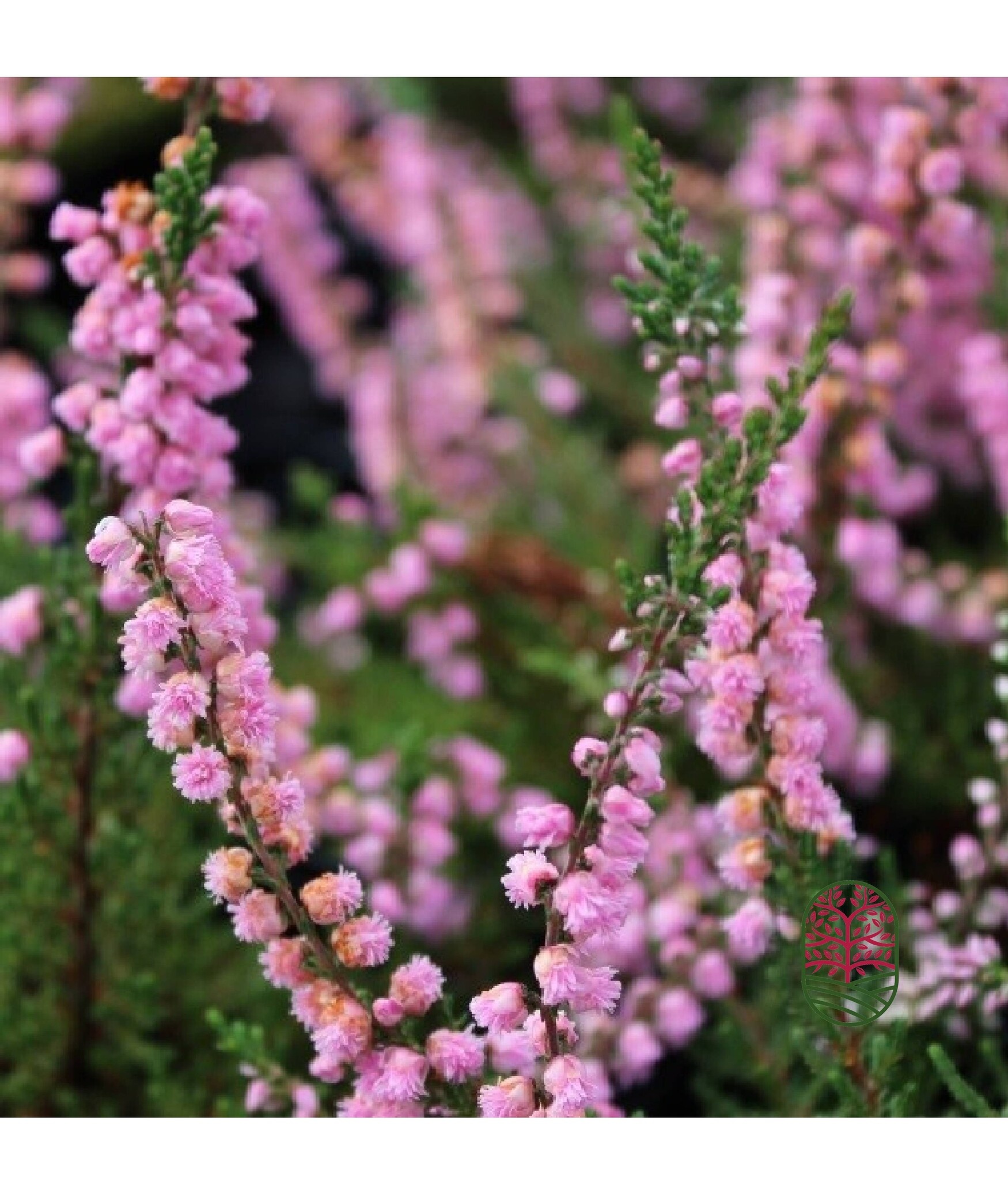 Struikheide | Calluna vulgaris. 'J. H.  Hamilton' P10,5