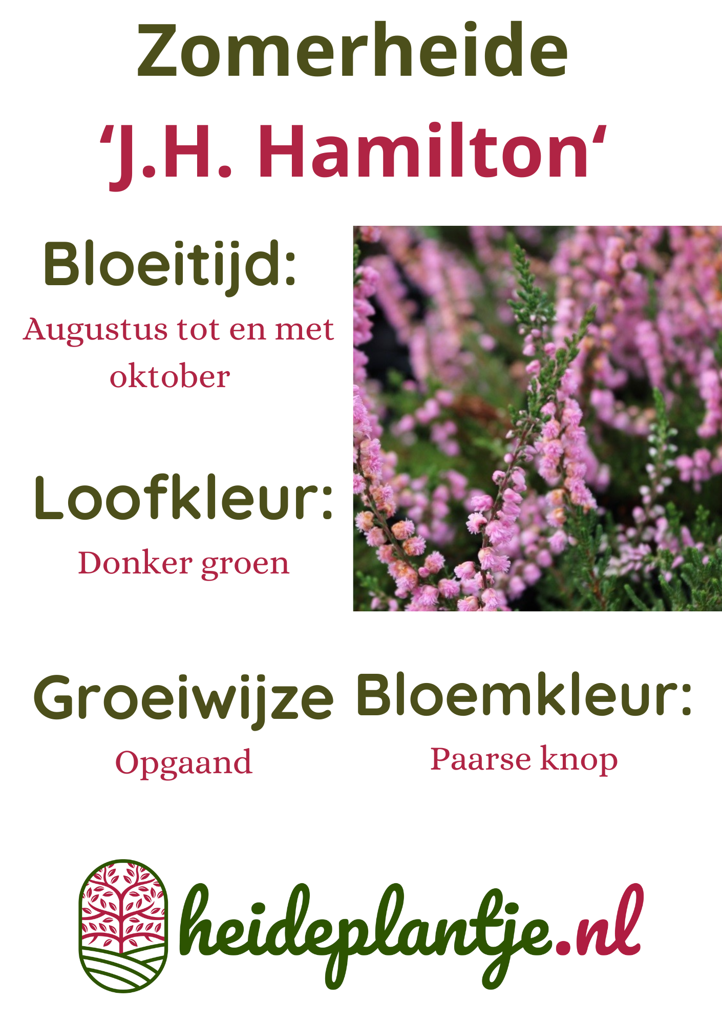 Struikheide | Calluna vulgaris. 'J. H.  Hamilton' P10,5
