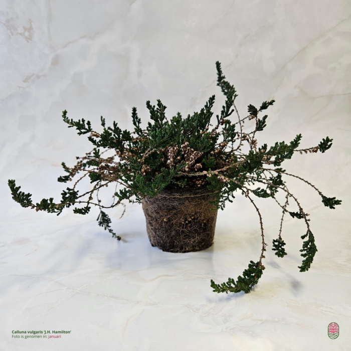 Struikheide | Calluna vulgaris. 'J. H.  Hamilton' P10,5