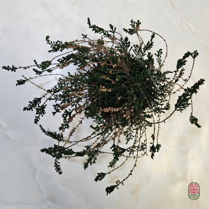 Struikheide | Calluna vulgaris. 'J. H.  Hamilton' P10,5