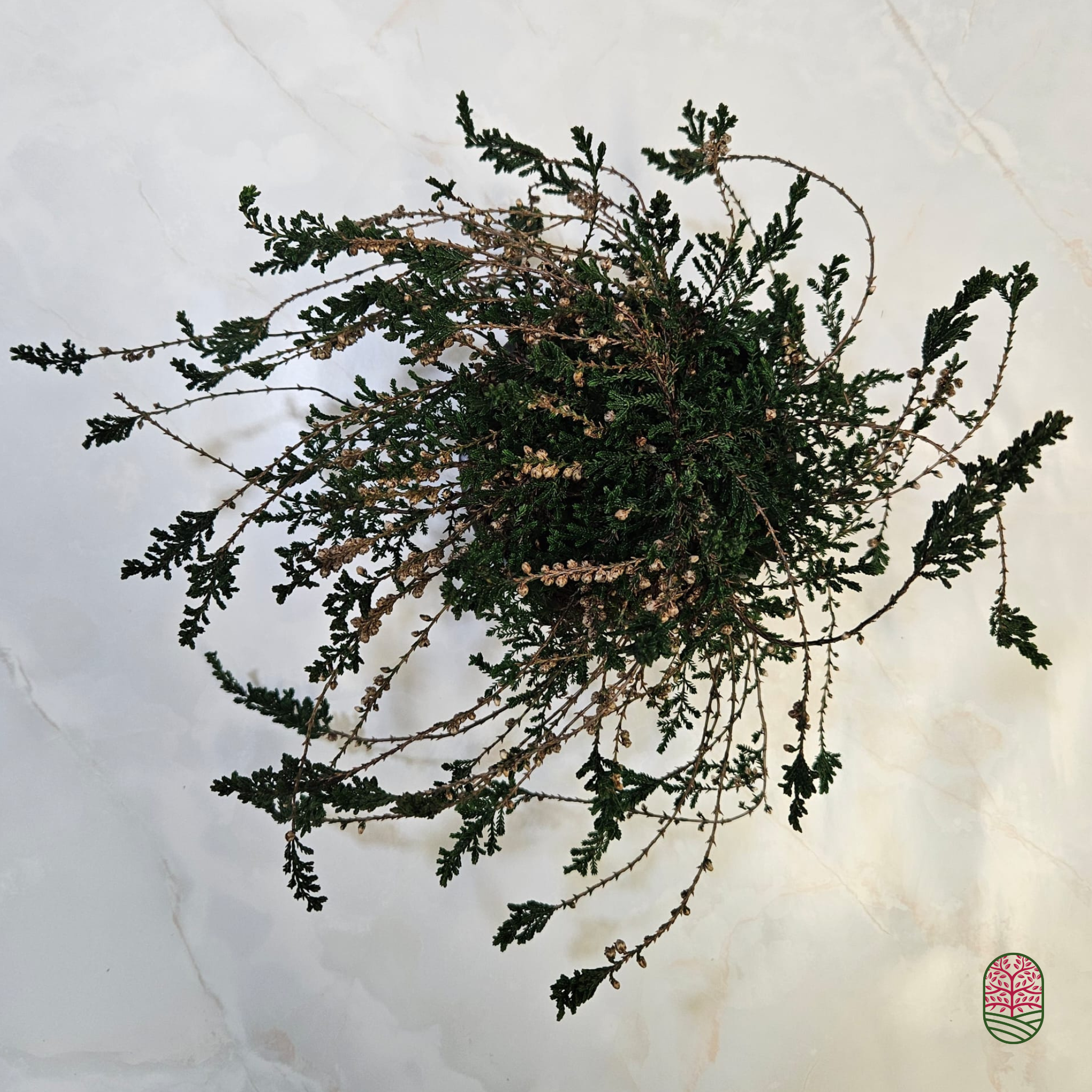 Struikheide | Calluna vulgaris. 'J. H.  Hamilton' P10,5