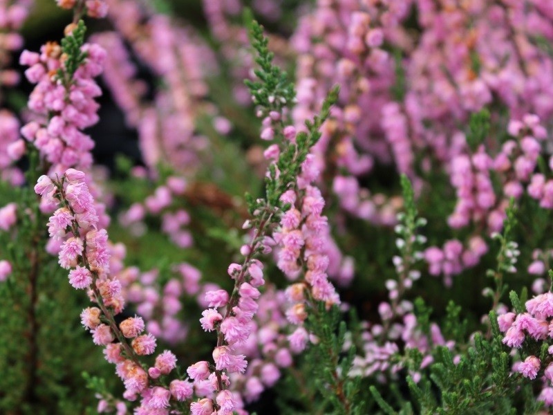 Struikheide | Calluna vulgaris. 'J. H.  Hamilton' P10,5