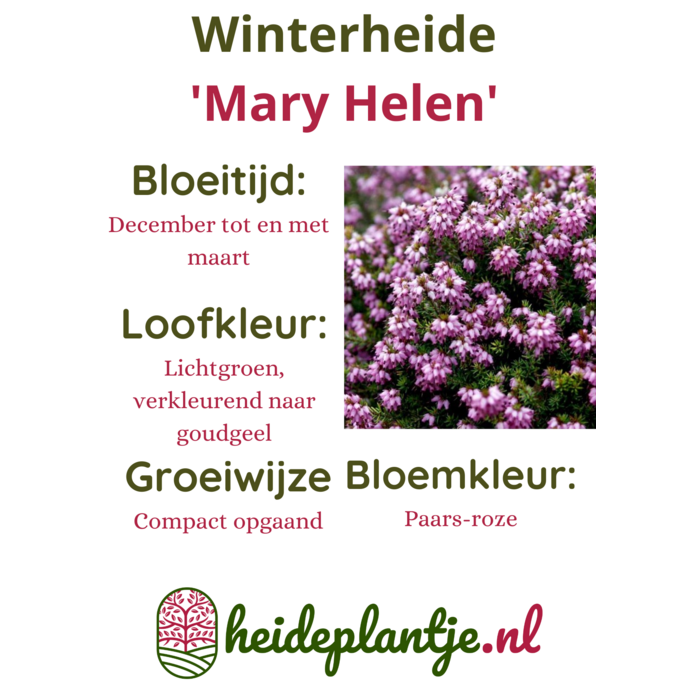 Winterheide | Erica darleyensis. 'Mary Helen' P9,5