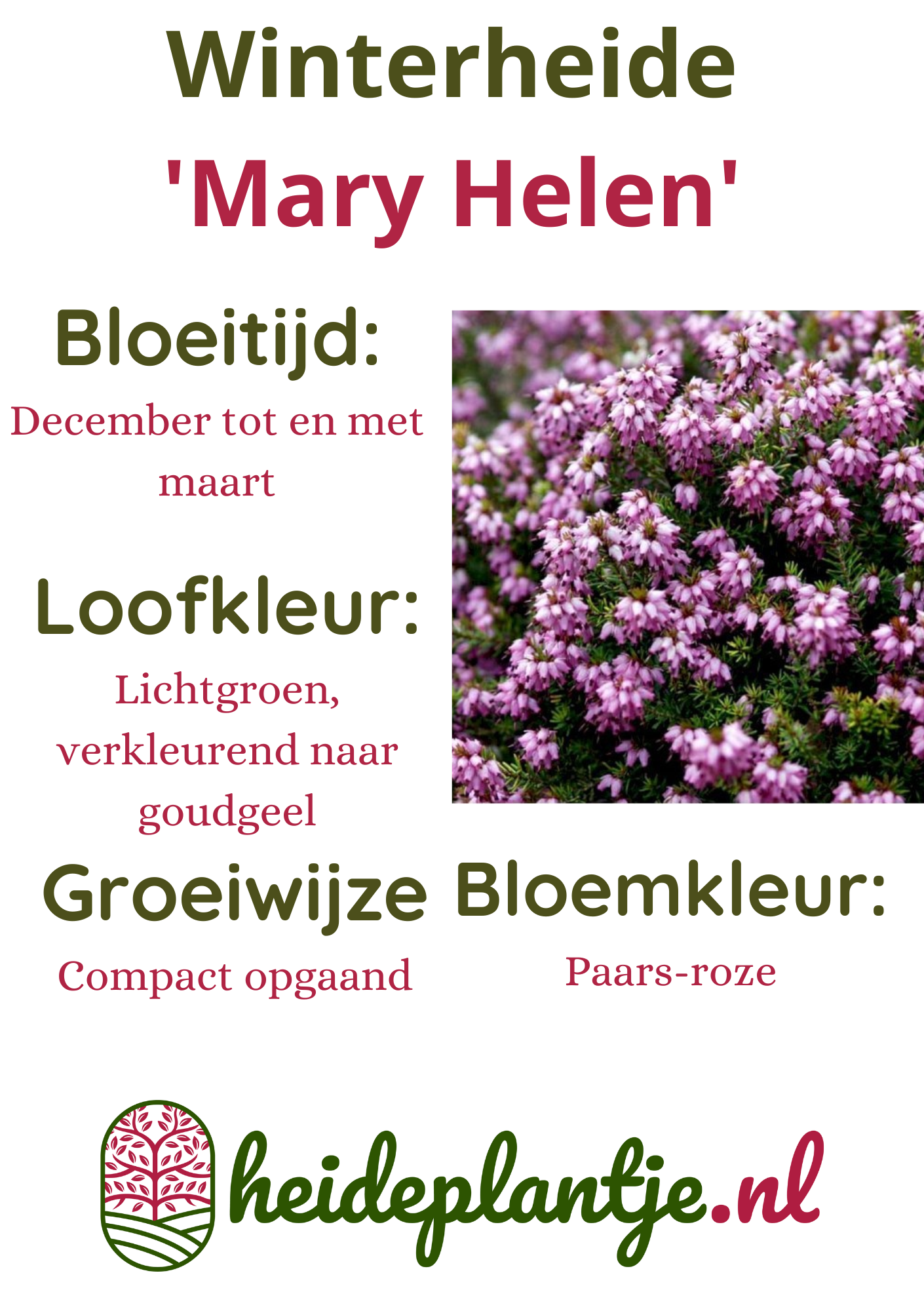 Winterheide | Erica darleyensis. 'Mary Helen' P9,5