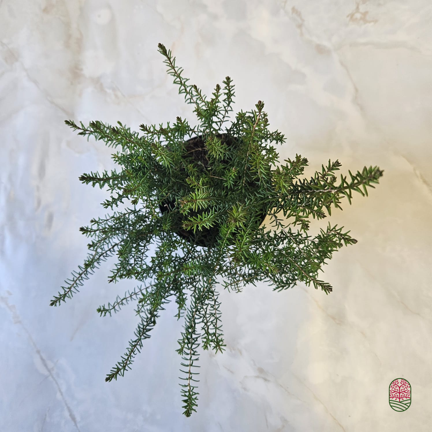 Winterheide | Erica darleyensis. 'Mary Helen' P9,5