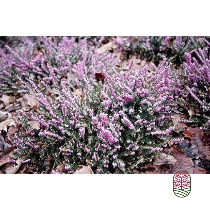 Winterheide | Erica darleyensis. 'Furzey' P10,5