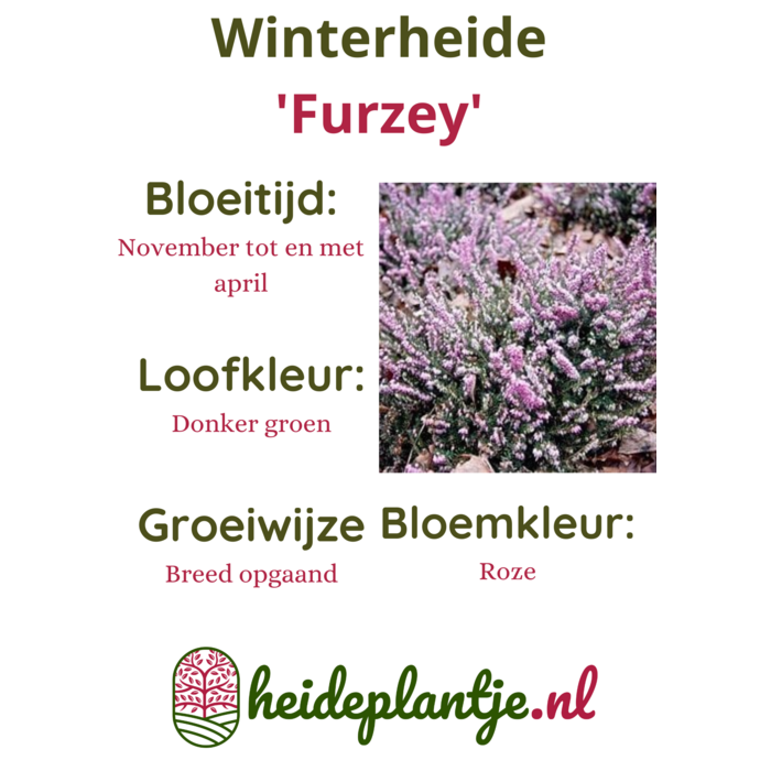 Winterheide | Erica darleyensis. 'Furzey' P10,5