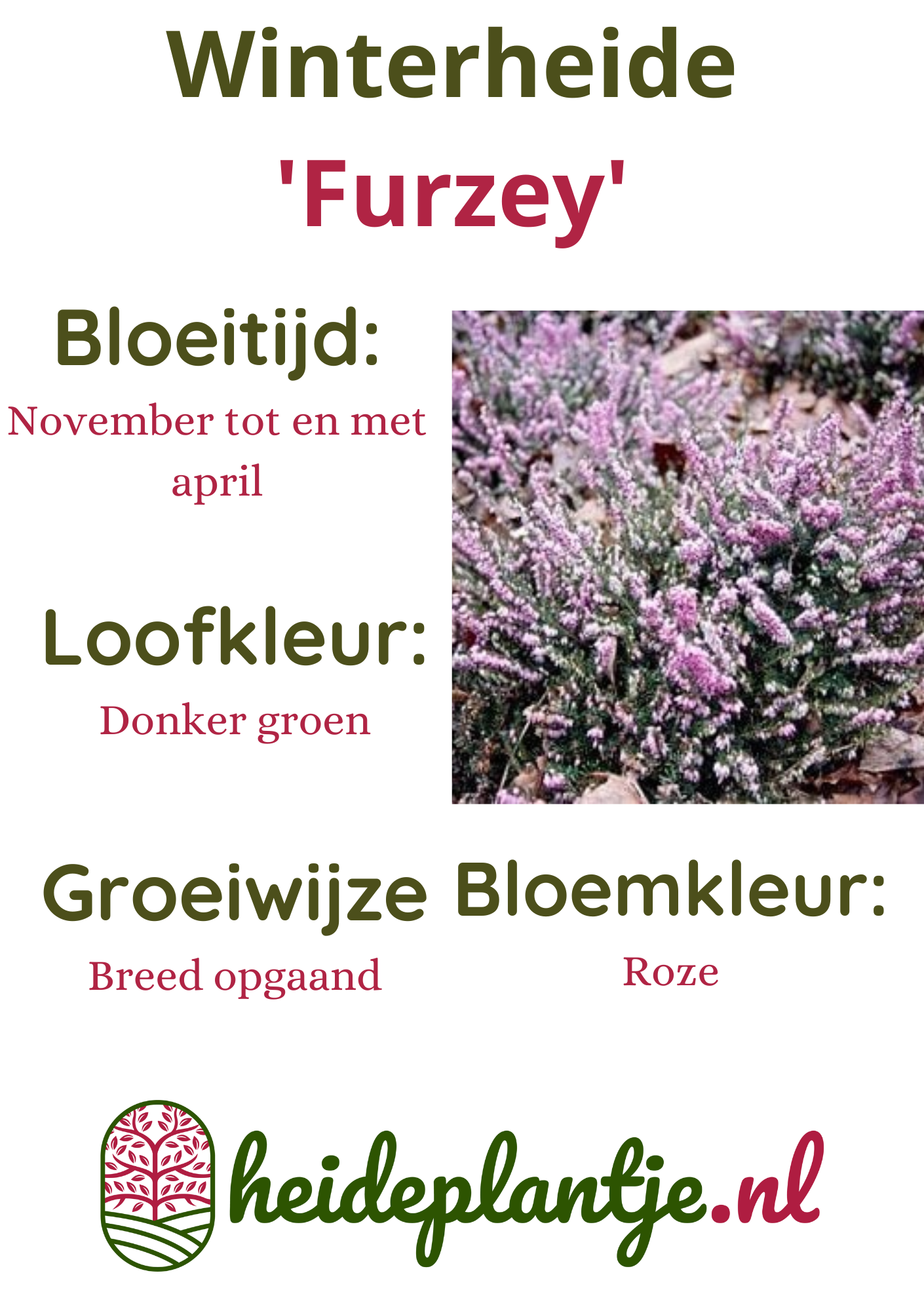 Winterheide | Erica darleyensis. 'Furzey' P10,5