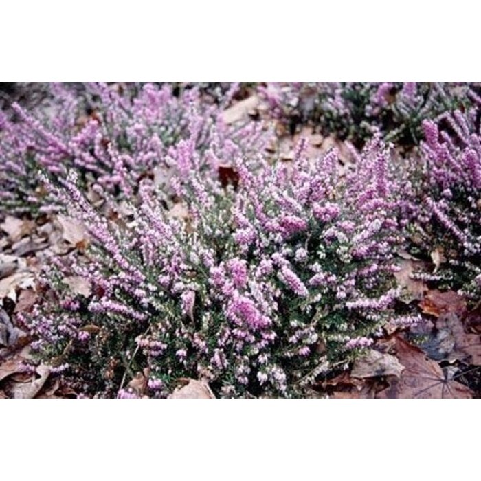 Winterheide | Erica darleyensis. 'Furzey' P10,5