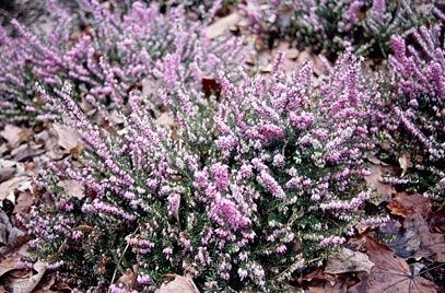Winterheide | Erica darleyensis. 'Furzey' P10,5
