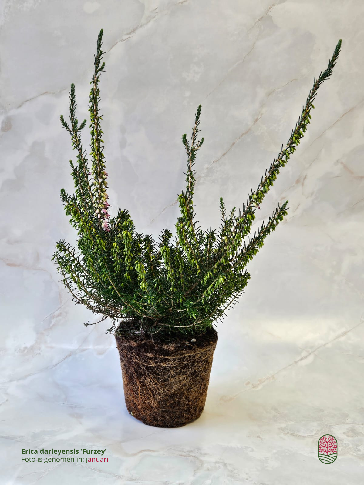 Winterheide | Erica darleyensis. 'Furzey' P10,5