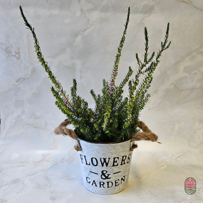 Winterheide | Erica darleyensis. 'Furzey' P10,5