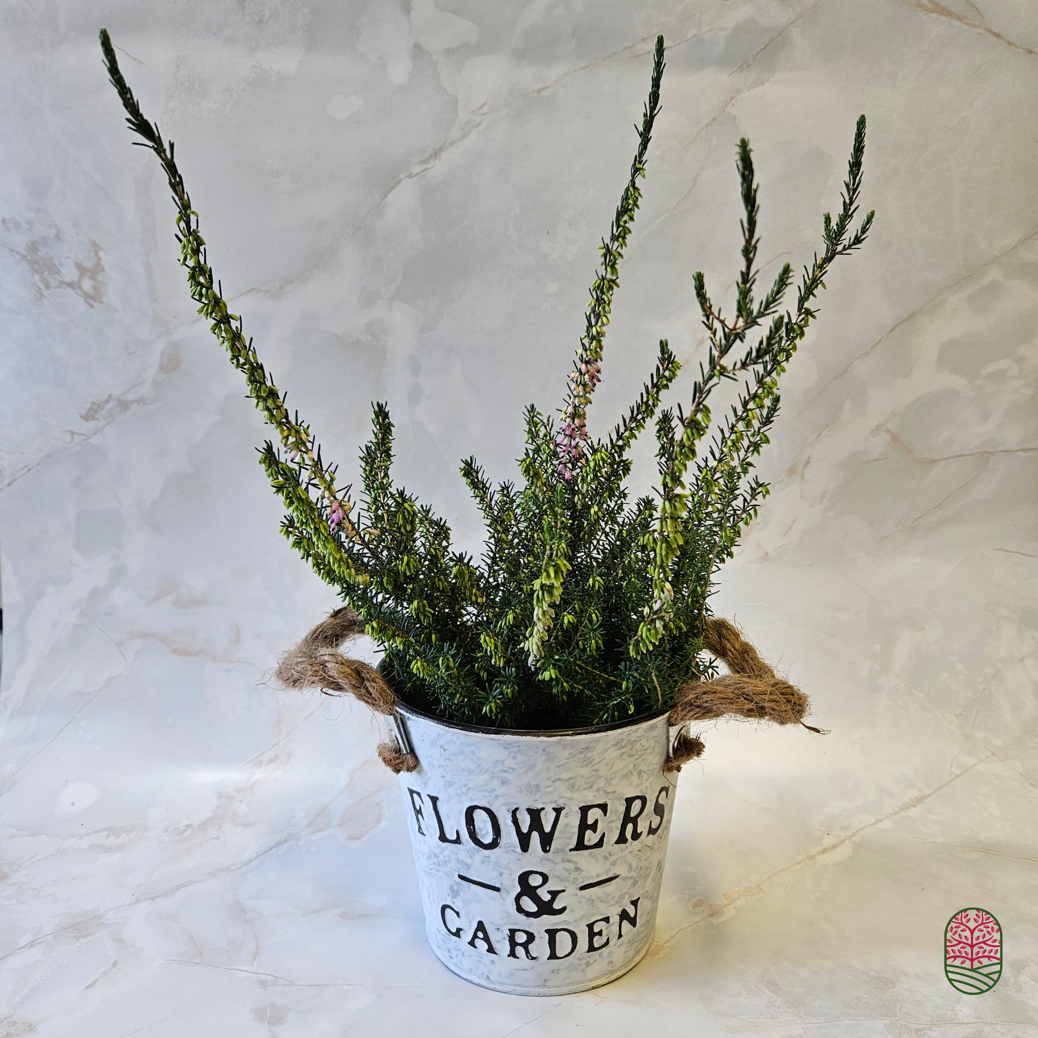 Winterheide | Erica darleyensis. 'Furzey' P10,5