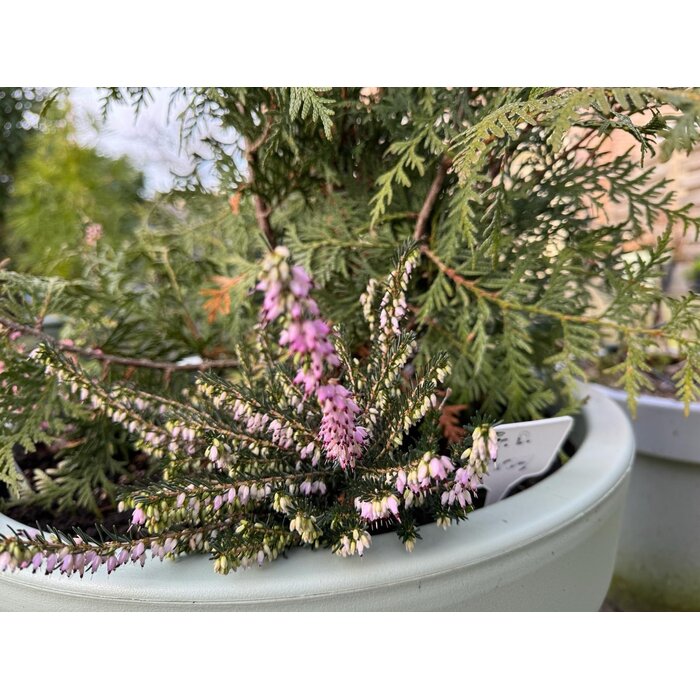 Winterheide | Erica darleyensis. 'Furzey' P10,5