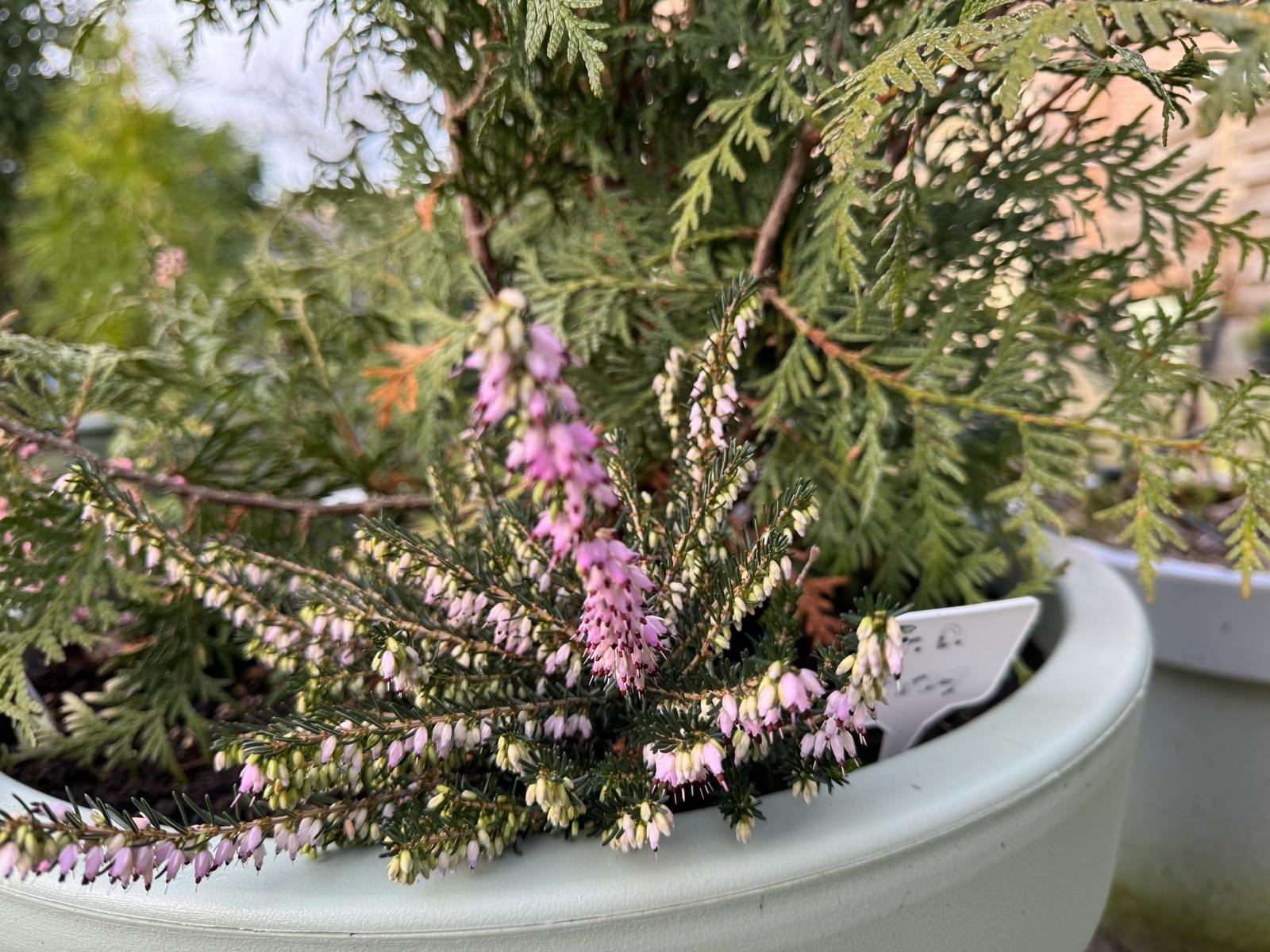 Winterheide | Erica darleyensis. 'Furzey' P10,5