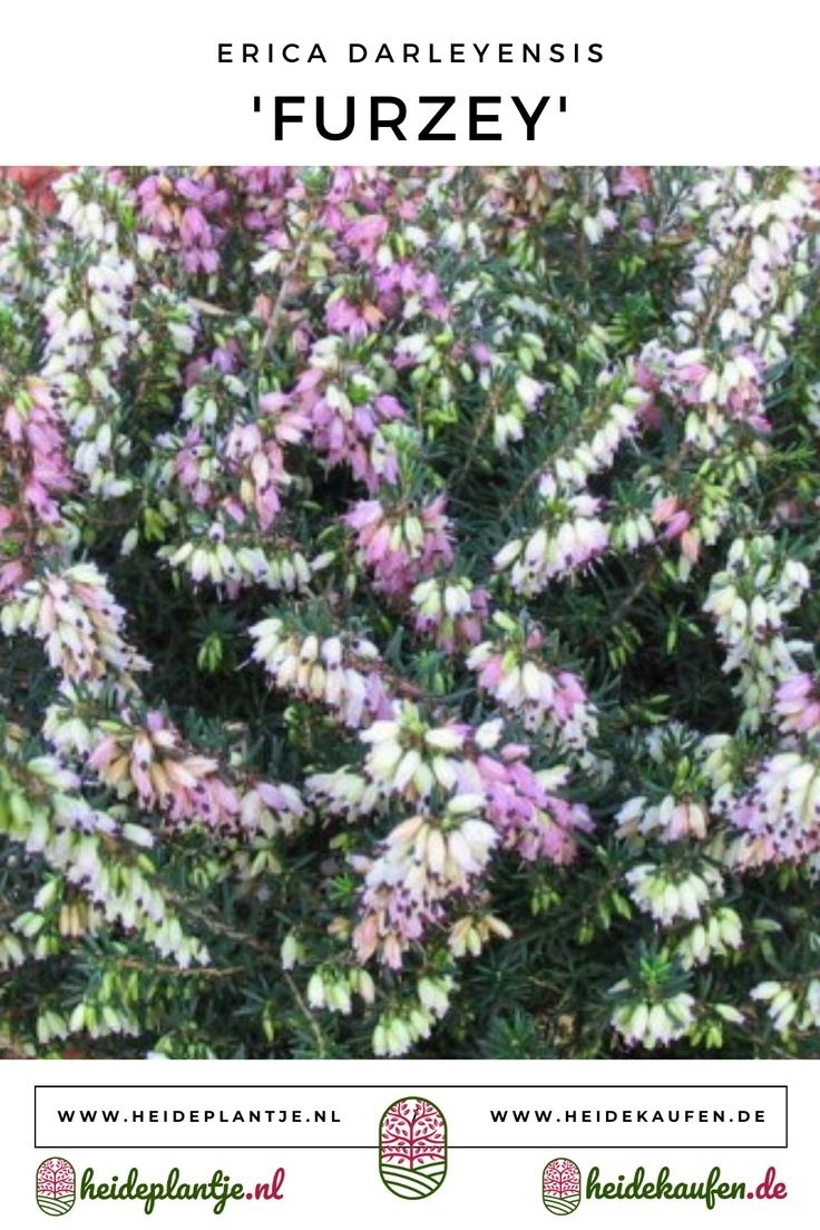Winterheide | Erica darleyensis. 'Furzey' P10,5