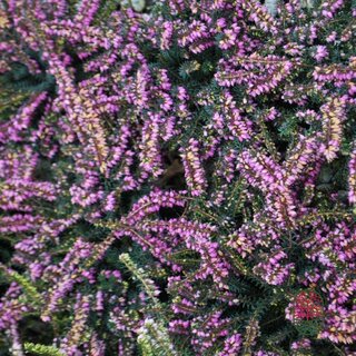 Winterheide | Erica darleyensis. 'Darley Dale' P10,5
