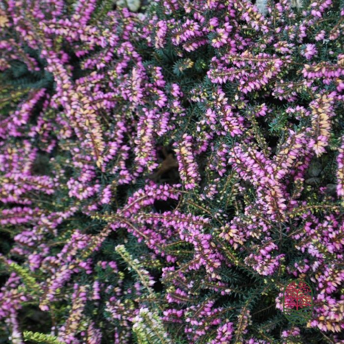 Winterheide | Erica darleyensis. 'Darley Dale' P10,5