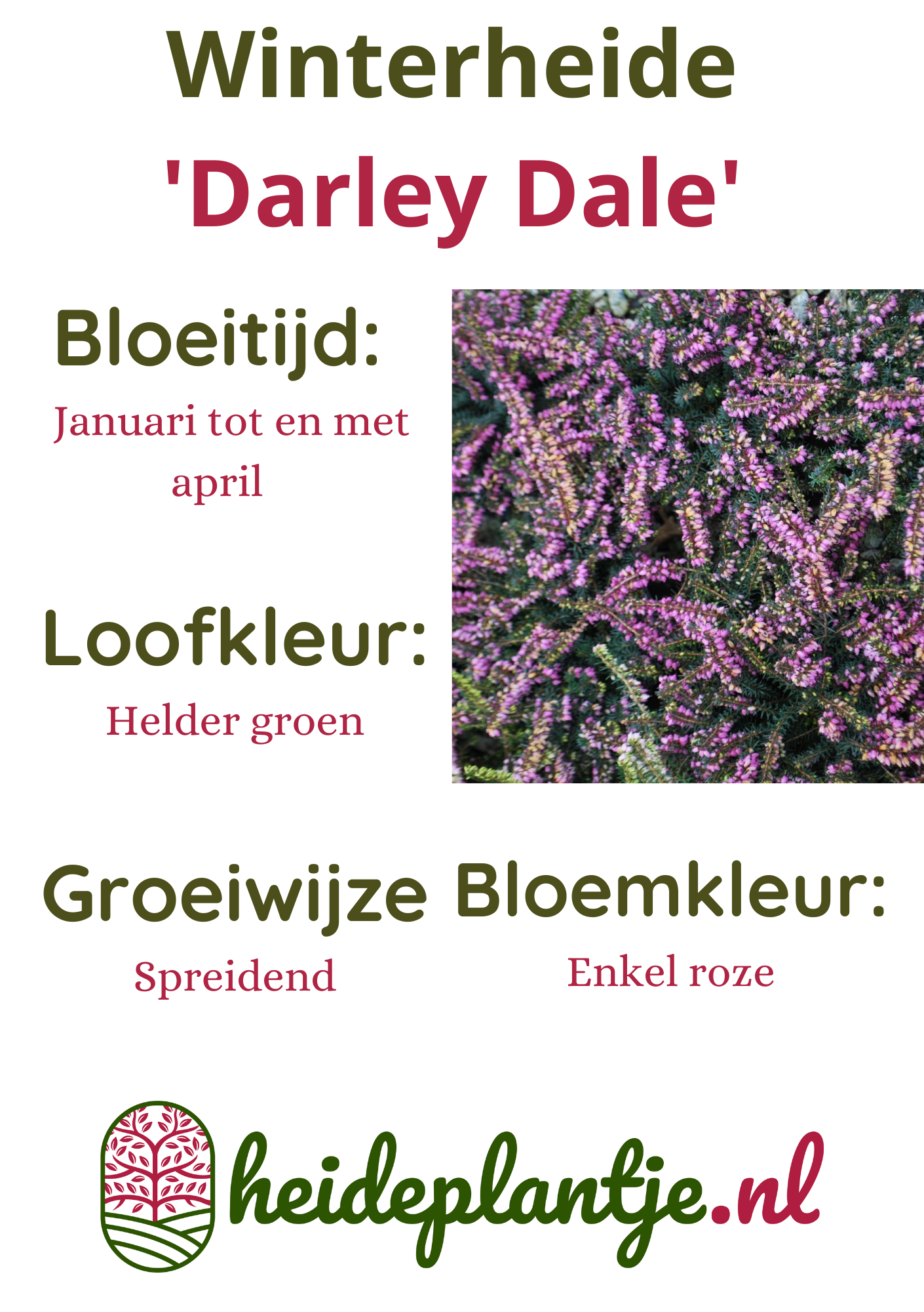 Winterheide | Erica darleyensis. 'Darley Dale' P10,5