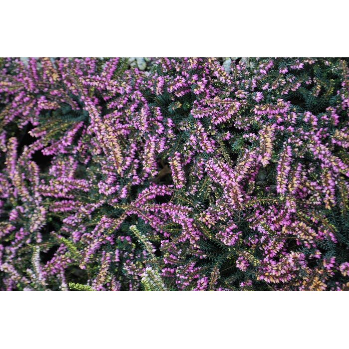 Winterheide | Erica darleyensis. 'Darley Dale' P10,5