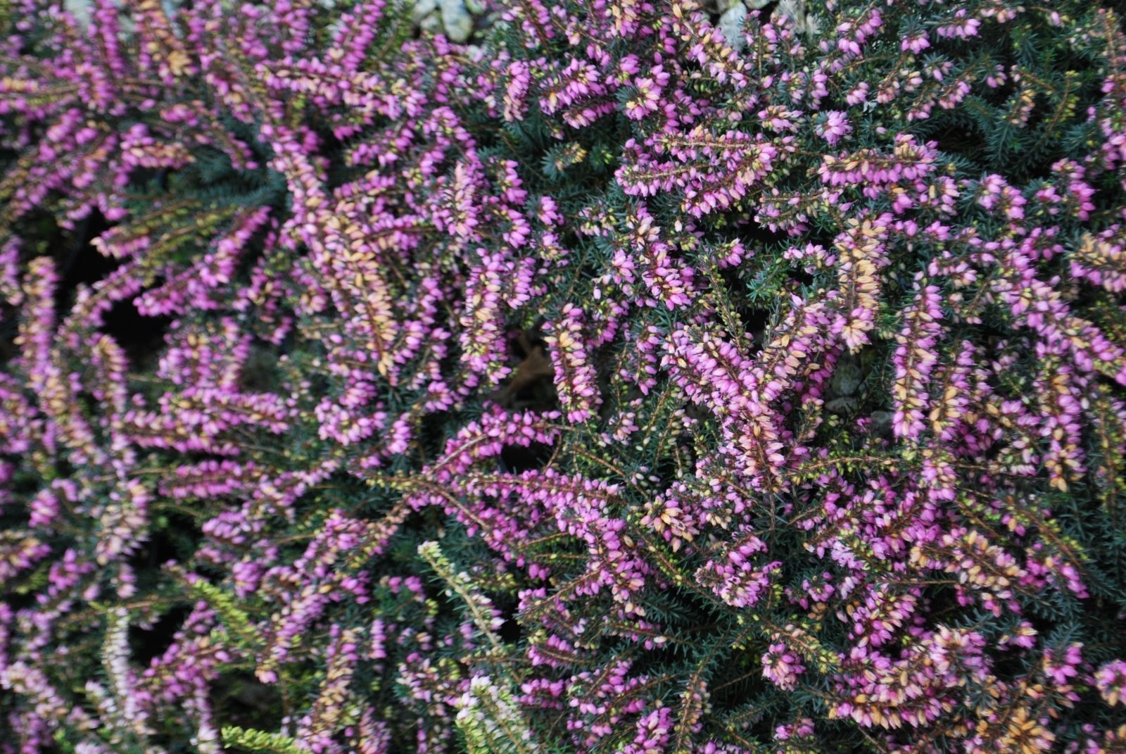 Winterheide | Erica darleyensis. 'Darley Dale' P10,5