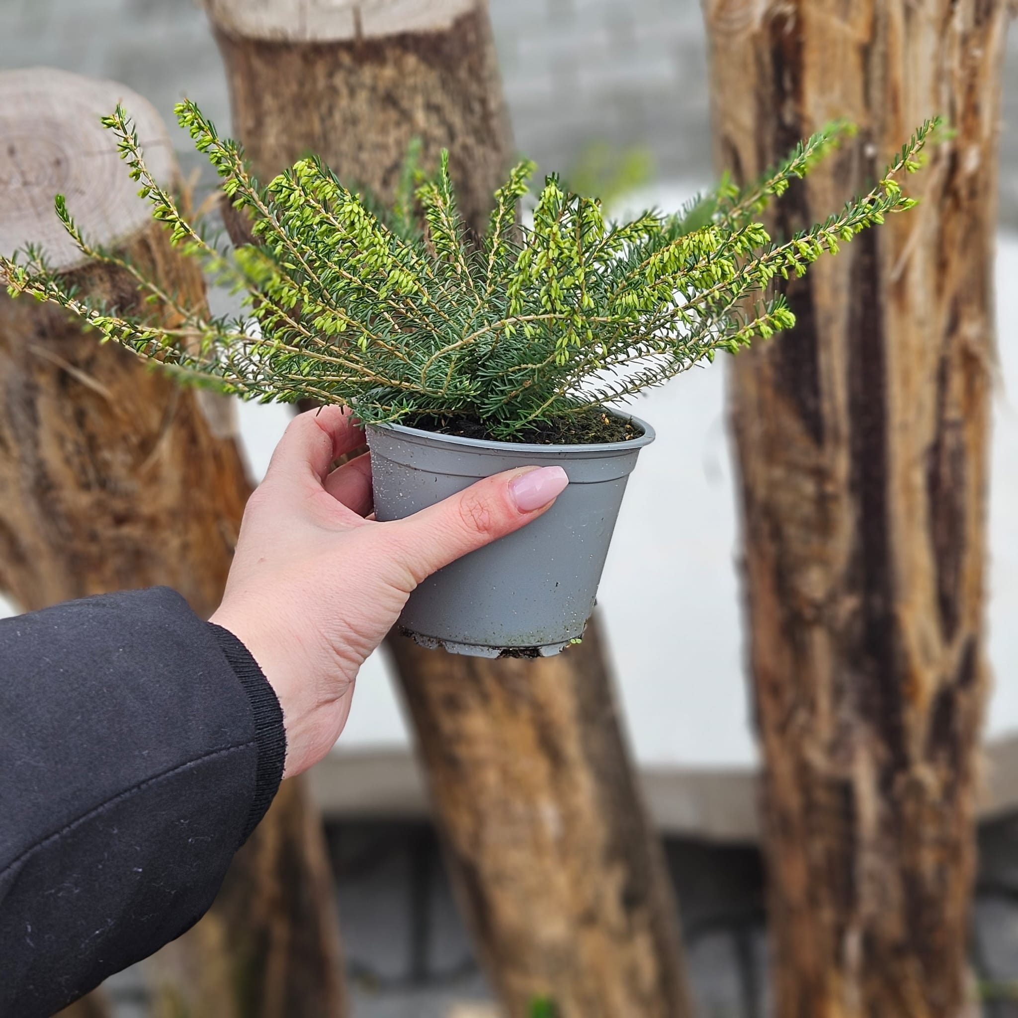 Winterheide | Erica darleyensis. 'Darley Dale' P10,5