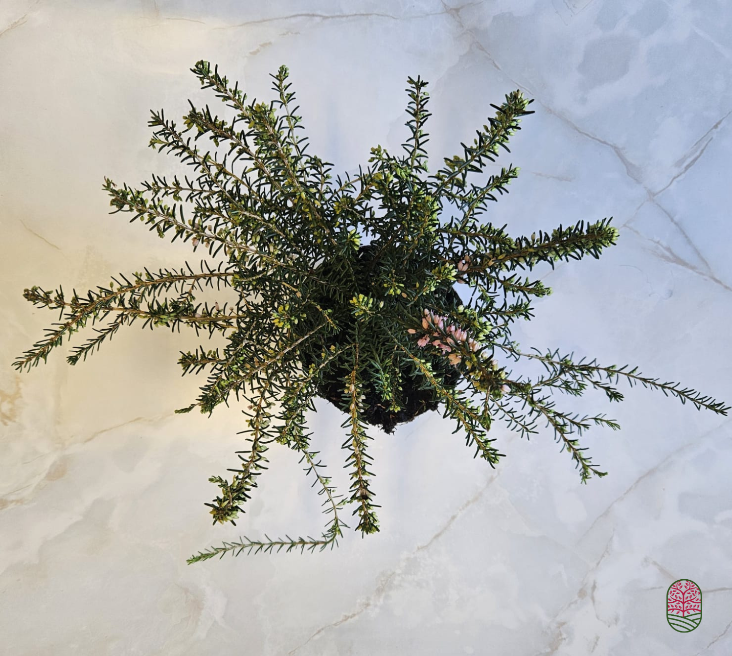 Winterheide | Erica darleyensis. 'Darley Dale' P10,5