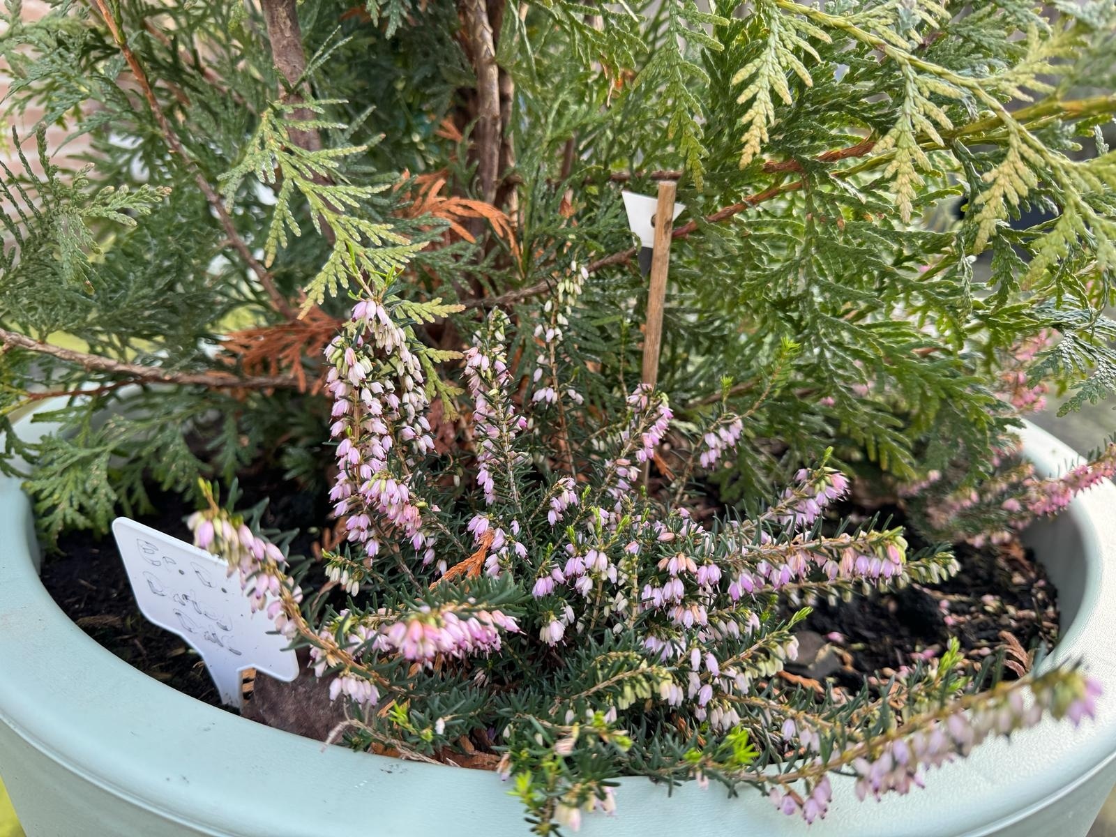 Winterheide | Erica darleyensis. 'Darley Dale' P10,5