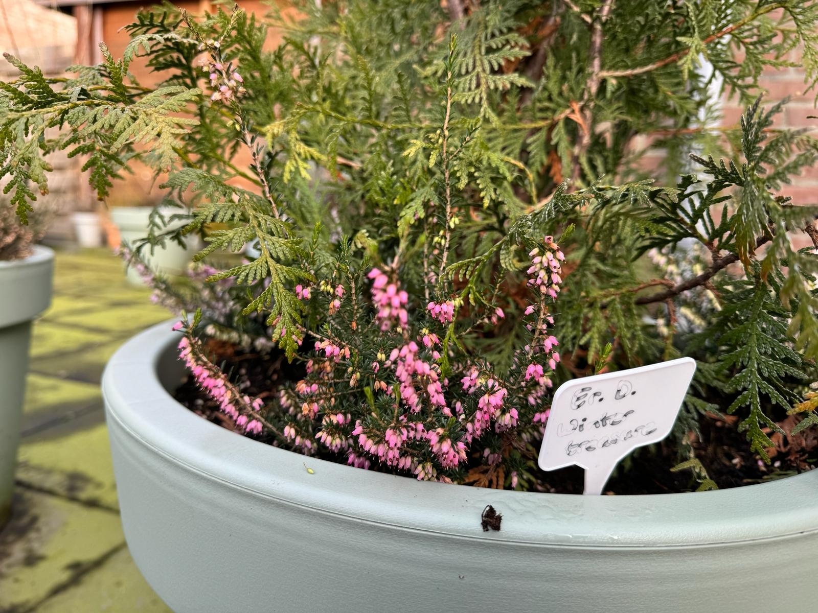 Winterheide | Erica darleyensis. 'Winter Treasure' P9,5