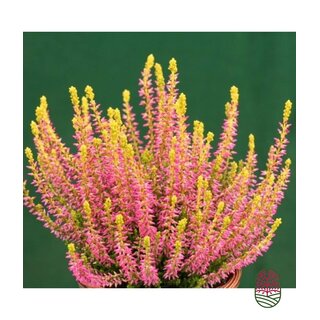 Struikheide | Calluna vulgaris. 'Golden Angie' Rood P10,5