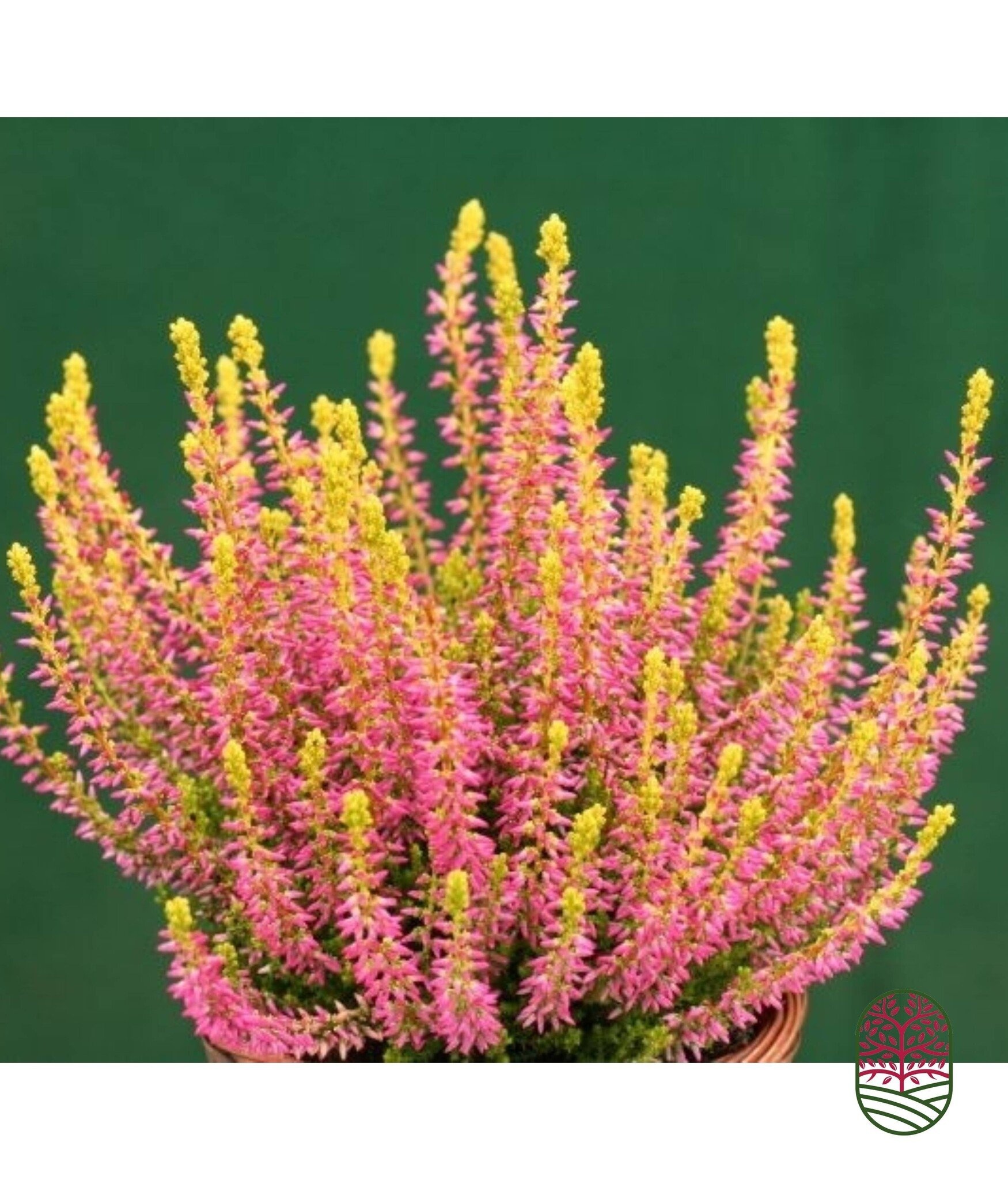 Struikheide | Calluna vulgaris.  'Golden Angie' Rood P10,5
