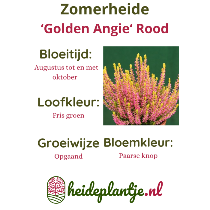 Struikheide | Calluna vulgaris.  'Golden Angie' Rood P10,5