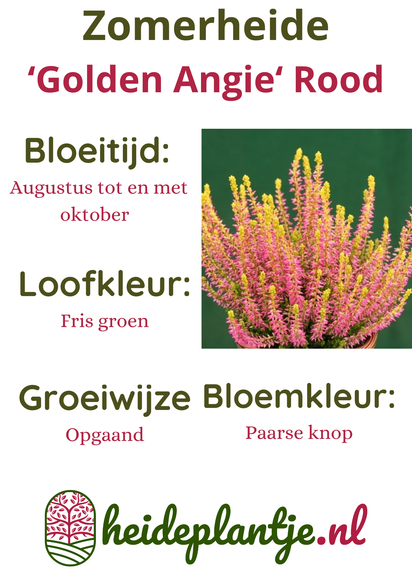 Struikheide | Calluna vulgaris.  'Golden Angie' Rood P10,5