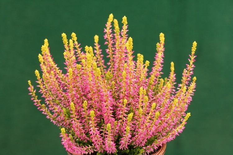 Struikheide | Calluna vulgaris.  'Golden Angie' Rood P10,5