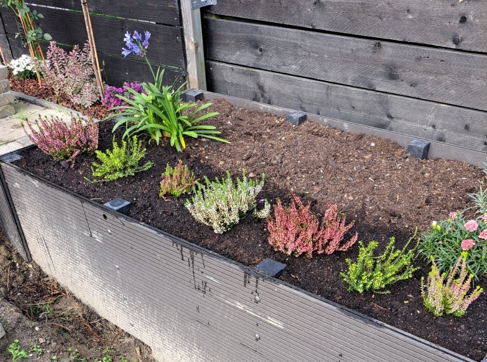 Struikheide | Calluna vulgaris.  'Golden Angie' Rood P10,5