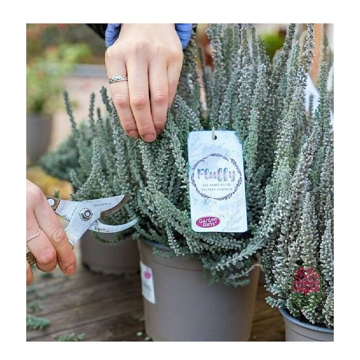 Struikheide | Calluna vulgaris. 'Fluffy' P11